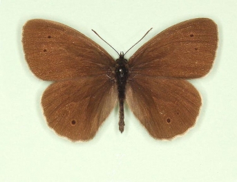 Ringlet (Aphantopus hyperanthus)