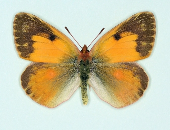 nigrofasciata Clouded Yellow (Colias croceus)