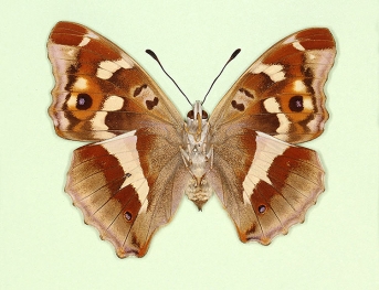 asymmetrical Purple Emperor (Apatura iris)