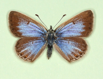 nov Common Blue (Polyommatus (Lysandra) icarus)
