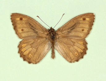 ab. nov Grayling (Hipparchia semele)