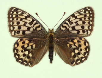 pallida Dark Green Fritillary (Argynnis aglaja)