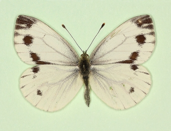 gynandromorph + posteromaculata Green-veined White (Pieris napi)