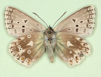 postgrisea + obsoleta Chalkhill Blue (Polyommatus (Lysandra) coridon)