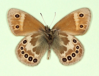 cockaynei + macrocellata Large heath (Coenonympha tullia)