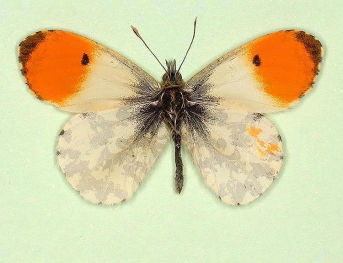 homoeotic Orange-tip (Anthocharis cardamines)