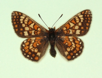 dubia + nigromaculata Marsh Fritillary (Euphydryas aurinia)