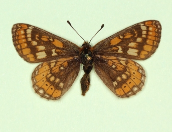 signifera Marsh Fritillary (Euphydryas aurinia)