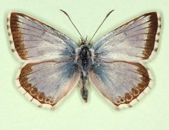 latiora Chalkhill Blue (Polyommatus (Lysandra) coridon)