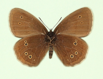 sexoculatus Ringlet (Aphantopus hyperanthus)