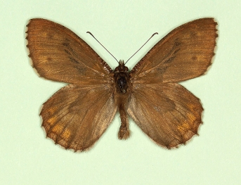 blachierioides Grayling (Hipparchia semele)