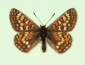dubia Marsh Fritillary (Euphydryas aurinia)