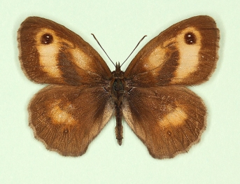 subalbida Gatekeeper (Pyronia tithonus)