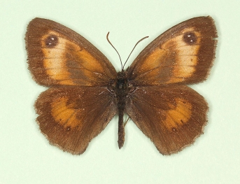 antilacticolor Gatekeeper (Pyronia tithonus)