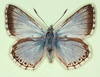 inframarginata Chalkhill Blue (Polyommatus (Lysandra) coridon)