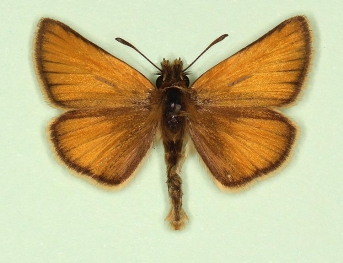 Essex Skipper (Thymelicus lineola)