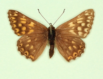 antidex-fulva Duke of Burgundy (Hamearis lucina)