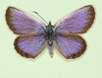 intermedia-marginata Silver-studded Blue (Plebejus argus)