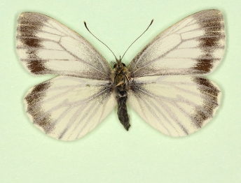 funebris Green-veined White (Pieris napi)