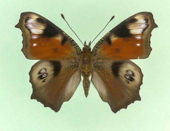 antigone Peacock (Inachis io)