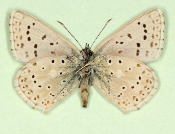 tripuncta Chalkhill Blue (Polyommatus (Lysandra) coridon)