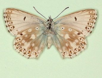 anticaeca + postobsoleta Chalkhill Blue (Polyommatus (Lysandra) coridon)