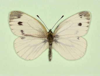 gynandromorph Green-veined White (Pieris napi)