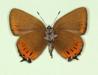 nov Black Hairstreak (Satyrium pruni)