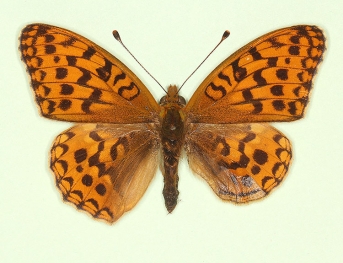 asymmetrical High Brown Fritillary (Argynnis adippe)