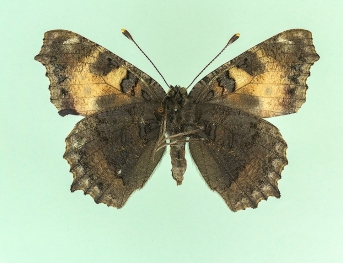 subtusbrunnescens Small Tortoiseshell (Aglais urticae)