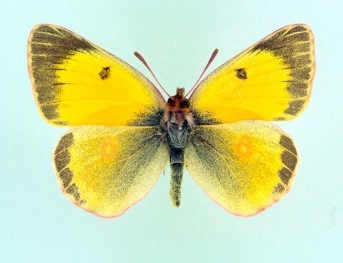 cremonae Clouded Yellow (Colias croceus)