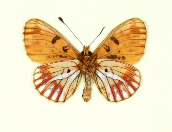 nov Pearl-bordered Fritillary (Boloria euphrosyne)