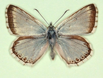 infraviridescens Chalkhill Blue (Polyommatus (Lysandra) coridon)