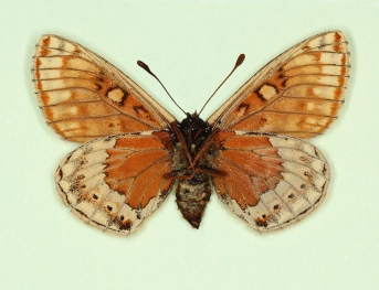 trans melanoleuca Marsh Fritillary (Euphydryas aurinia)