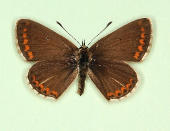 supracuneata Brown Argus (Aricia agestis)