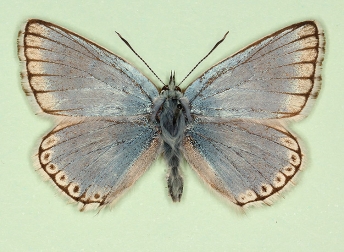 fowleri Chalkhill Blue (Polyommatus (Lysandra) coridon)