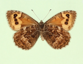 quadriocellata Grayling (Hipparchia semele)