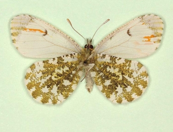 gynandrous Orange-tip (Anthocharis cardamines)