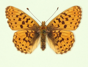 stramineus Pearl-bordered Fritillary (Boloria euphrosyne)