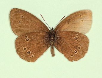 antidex-pathological Ringlet (Aphantopus hyperanthus)