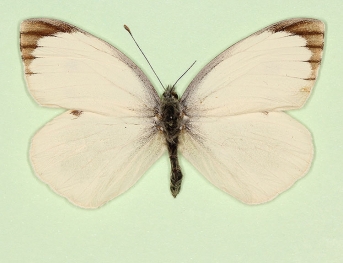 nov Large White (Pieris brassicae)