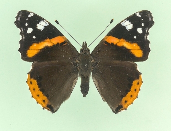 bialbata Red Admiral (Vanessa atalanta)