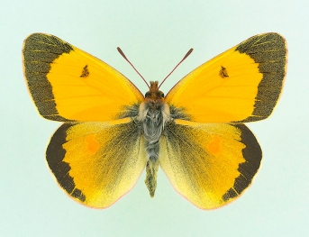 punctellata Clouded Yellow (Colias croceus)