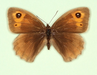 addenda Meadow Brown (Maniola jurtina)
