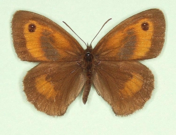 Gatekeeper (Pyronia tithonus)