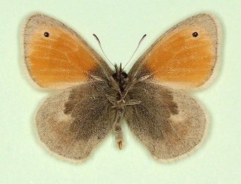 antiparvipuncta Small Heath (Coenonympha pamphilus)