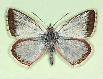 Chalkhill Blue (Polyommatus (Lysandra) coridon)
