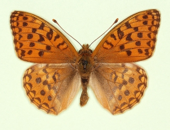scale defect High Brown Fritillary (Argynnis adippe)