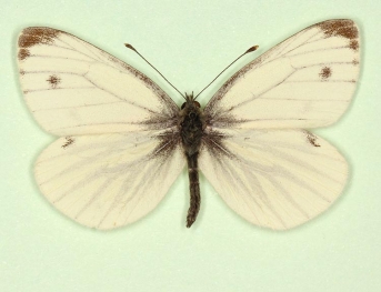 Green-veined White (Pieris napi)