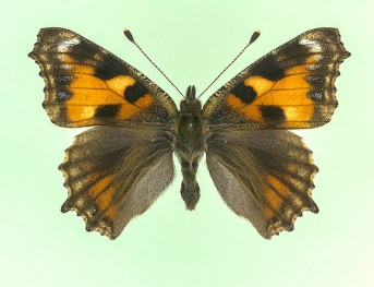 atrebatensis Small Tortoiseshell (Aglais urticae)